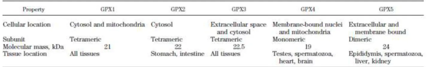Tabella 2.1:Principali caratteristiche fisiche e localizzazione tissutale degli enzimi GPX 