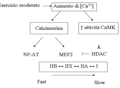 Fig. 3.1 Transizione delle isoforme MHC da fast a slow 