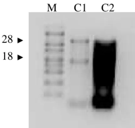 Fig  4.2:  Gel  rappresentativo  di  campioni  di  RNA  di  muscolo  non  degradati  (C1)  e  degradati  (C2)