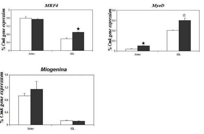Fig. 5.2: Variazione dell’espressione genica dei fattori MRF4, MyoD e Miogenina  nei  muscoli  Soleo e EDL dei ratti  sottoposti ad esercizio fisico (colonna nera) e dei controlli (colonna bianca)