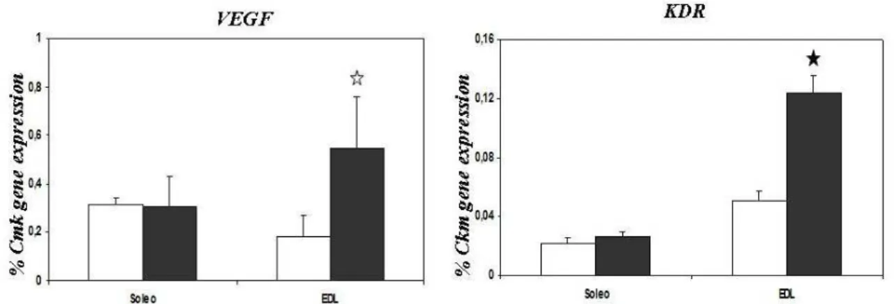 Fig. 5.4: Variazione dell’espressione genica di VEGF e KDR nei muscoli Soleo e EDL dei ratti sottoposti ad esercizio  fisico (colonna nera) e dei controlli (colonna bianca)