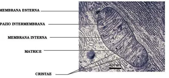 Figura 2  Organizzazione strutturale mitocondriale 