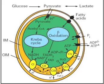 Figura 4. Schema di un mitocondrio (OM=membrana esterna, IM=membrana interna)  e dei processi che in esso si svolgono 