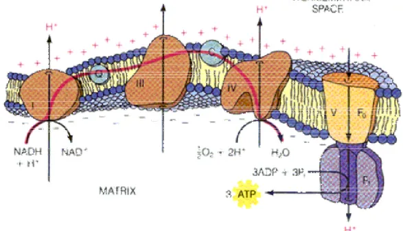 Figura 5.  Rappresentazione dei complessi nello spessore della membrana interna con flusso              degli elettroni fino all’ O 2  e produzione di ATP .