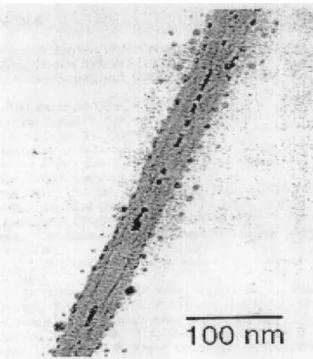 Fig. 4. TEM image of an isolated mineral chrysotile nanotube partially filled with lead