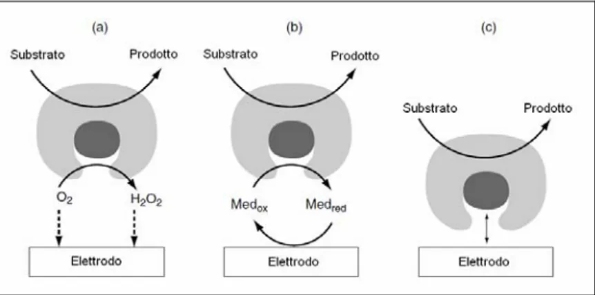 Figura 2.8 – Rappresentazione schematica dei meccanismi alla base dei biosensori amperometrici  classificati  di I (a), II (b) e III (c) generazione [7]