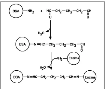 Figura 2.12 – Reazioni di reticolazione associate al sistema di immobilizzazione chimica  BSA+GA