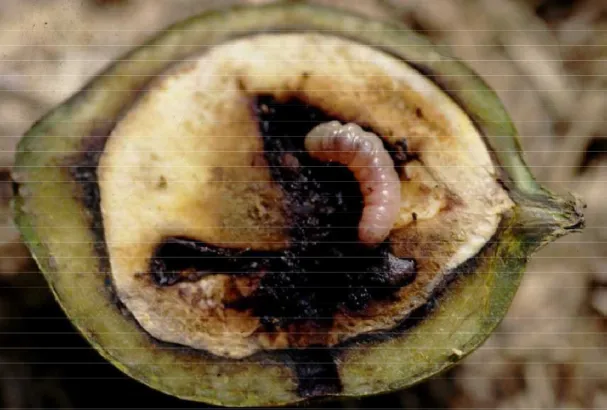 Figura 6 Larva di Carpocapsa in frutto di noce 