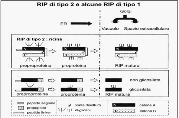 Figura 3: Biosintesi delle RIP di tipo 2 e di alcune RIP di tipo 1. 