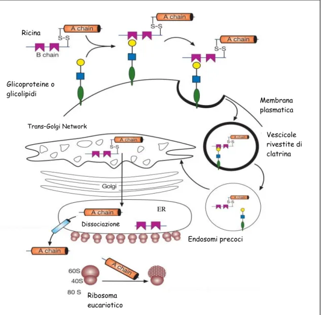 Figura  5:  rappresentazione  schematica  dell’ingresso  e  del  routing  intracellulare  della  ricina  nelle cellule di mammifero (ER, reticolo endoplasmatico)