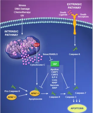 Figura  5:  Via  intrinseca  e  via  estrinseca  dell’apoptosi  in  cellule  di  mammifero
