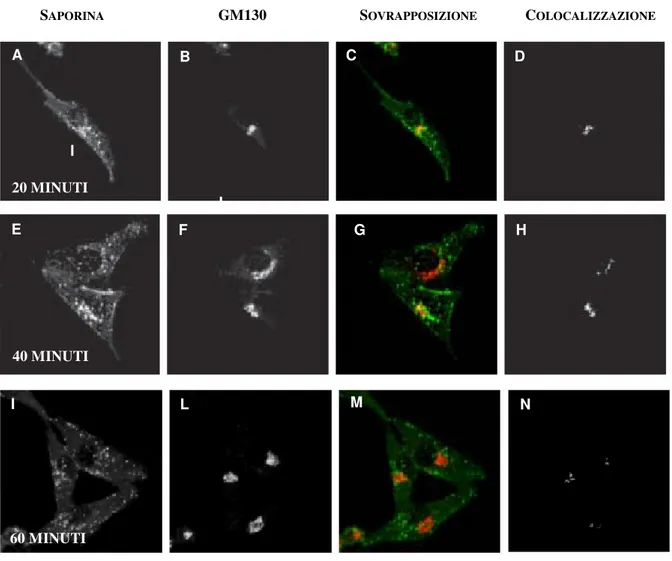 Figura 10. Analisi di immunofluorescenza per la saporina (A, E, I) e per la proteina GM130 (B, F, L) in  cellule HeLa