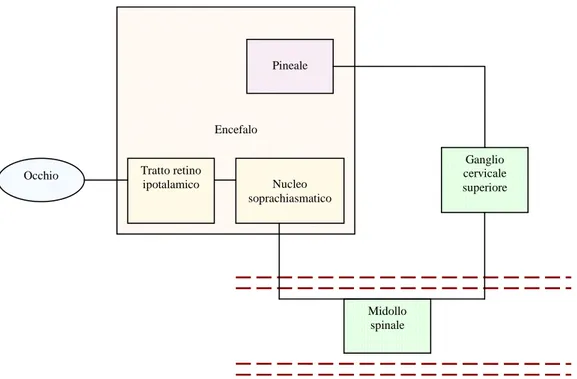 Figura  3  -  Schema  del  percorso  dell’informazione  luminosa  dall’occhio  alla  ghiandola  pineale nei mammiferi (Aguggini et al., 1998)