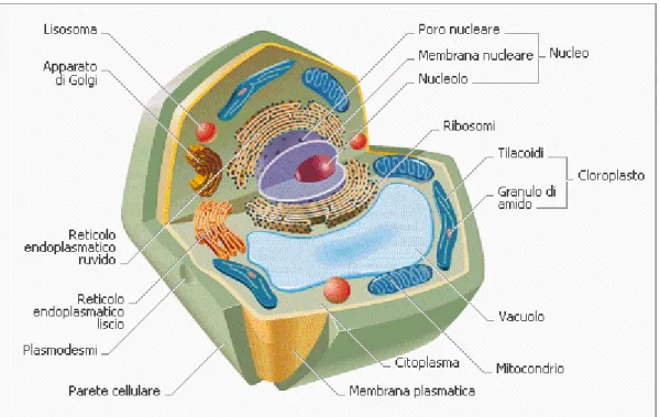 Figura 8. Schema della composizione della cellula vegetale 