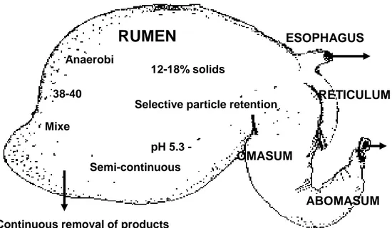 Figura 1. L’anatomia del rumine 