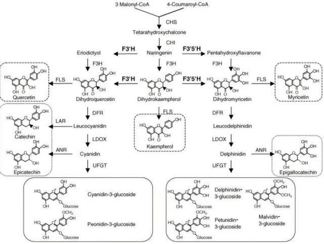 Figure 6.Diagrammatic representation of the flavonoids biosynthesis pathway. Enzyme abbreviations  are as given in the text (Jeong et al., 2006).