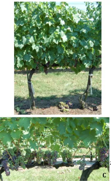 Fig.  1.  Different  treatments  applied  to  Sangiovese  vines  in  the  experiment.  A