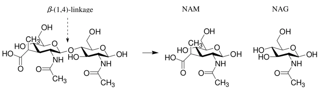 Figure 1. The enzyme hydrolyzes the 1-4 glycosidic linkage between alternating N -acetylglucosamine (NAG) and  N-acetylmuramic acid (NAM) residues