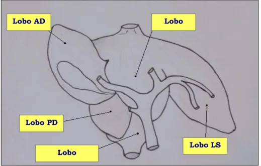 Fig. 6 e 7: Anatomia delle ramificazioni portali  