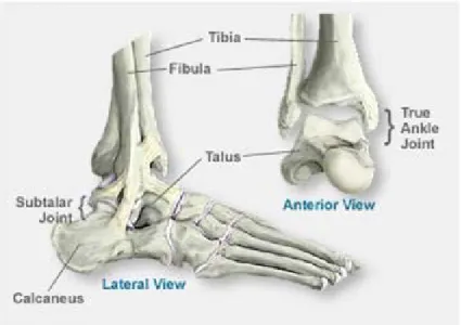Figure 3.1: Anatomy of the ankle joint.