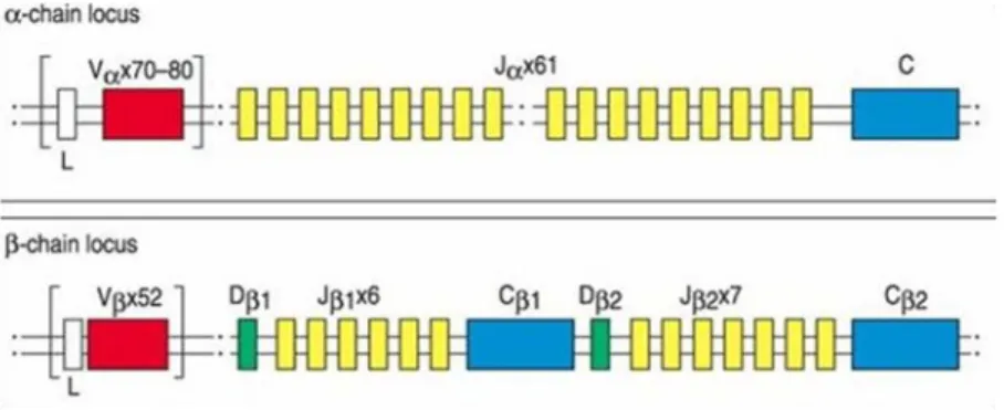 Figura 4: Organizzazione dei loci genici del TCRα e β nell’uomo.Da Immunobiology, Garland  Publishing 2001