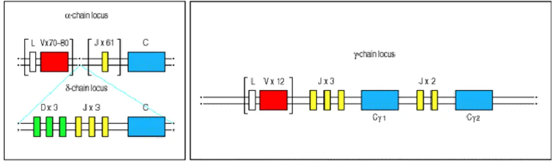 Figura 5: Organizzazione dei loci genici del TCR γ e δ nell’uomo. Da Immunobiology, Garland  Publishing 2001 