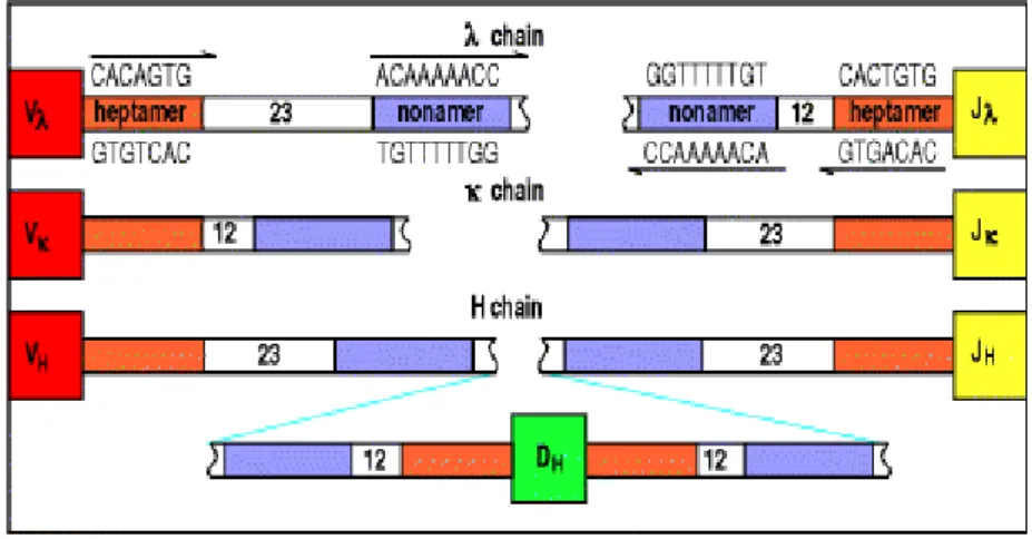 Figura  7:  Disposizione  delle  sequenze  conservate  (eptamero  e  nonamero)  e  degli  spacer  tra  i  segmenti genici che codificano le regioni variabili delle catene pesanti (H) e delle catene leggere  κ e λ