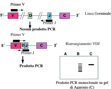Figura  9:  Illustrazione  schematica  del  funzionamento  della  PCR  nell’identificazione  di  un  riarrangiamento genico B
