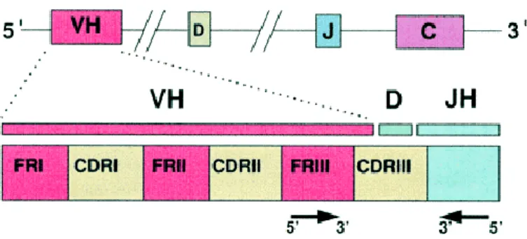 Figura  10:  Organizzazione genetica della regione variabile delle Immunoglobuline. Da Rezuke et  al., 1997