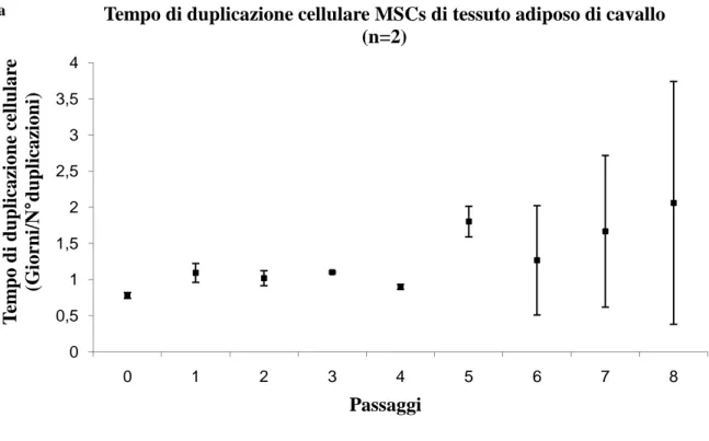 Fig. 1.13: Caratteristiche di crescita in vitro delle cellule mesenchimali isolate dal liquido amniotico di cavallo