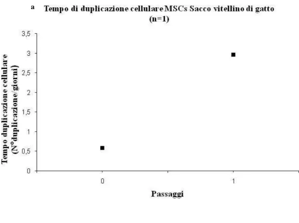 Fig. 3.1: Caratteristiche di crescita in vitro delle cellule mesenchimali isolate dal sacco vitellino di gatto a 