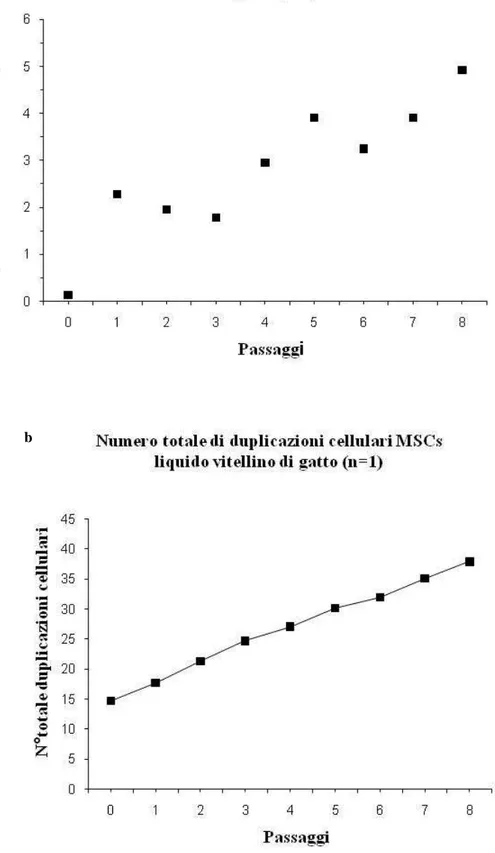 Fig. 3.2: Caratteristiche di crescita in vitro delle cellule mesenchimali isolate dal liquido vitellino di gatto a 
