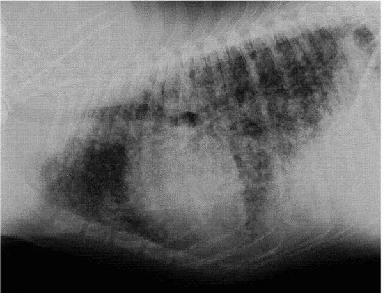 Figura 4: metastasi polmonari diffuse in cane con HSA cardiaco