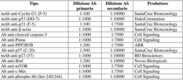 Tabella 3. Anticorpi primari e diluizioni utilizzate. 