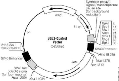 Figura 9. Mappa del plasmide pGL3 Control Vector. Il plasmide contiene  2 CDS (Amp r : che codifica per l’enzima ß-lattamasi; luc+: che codifica per la  luciferasi  di  Lucciola),  un’origine  di  replicazione  di  origine  fagica  (f1  ori),  un’origine (