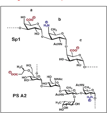 Figure C: PSA and Sp1 ZPS structure. 