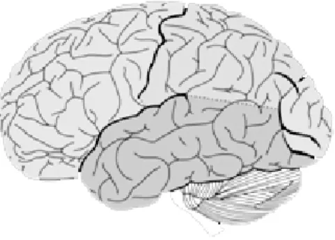 Figure 7: Four areas of the cerebral cortex: frontal, parietal, temporal, occipital. 