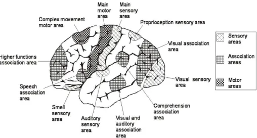 Figure 11: Main area in the brain, with particular interest on the association areas. 