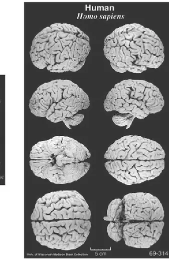 Figure 12: Comparison between human and macaque brains. The physical differences are  remarkable