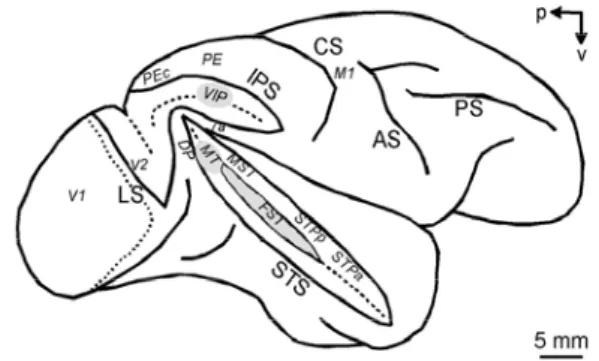 Figure 13: area MST, VIP, 7a, STP and PEc in the macaque brain 
