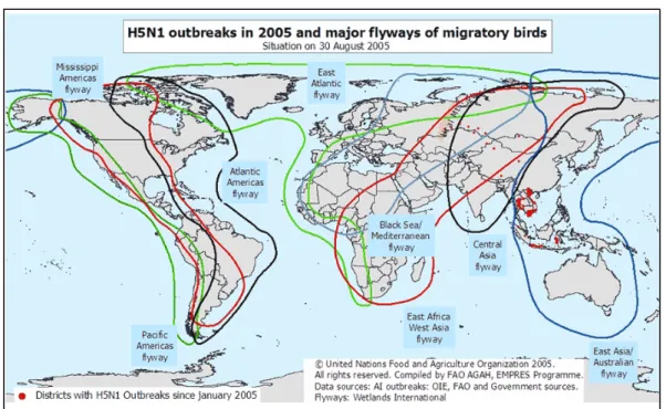 Fig.  7  -  Principali  rotte  migratorie  degli  uccelli  selvatici  e  focolai  di  HPAI  H5N1  (aggiornamento: Agosto 2005)