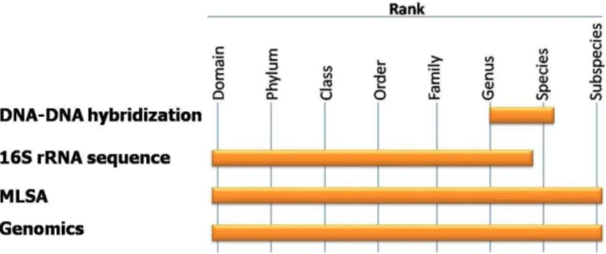Figure  1:  Taxonomic  resolution  of  some  of  the  techniques  used  for  the  classification  of  bacteria