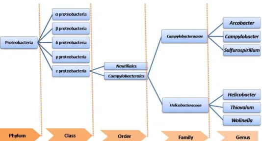 Figure  2:  Taxonomic  organization  of  Proteobacteria,  with  particular  attention  for  Epsilon  proteobacteria