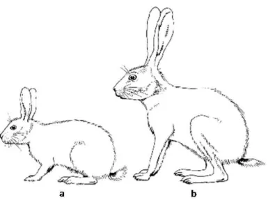 Figure 4: Comparative outlines of the rabbit (a) and hare (b). Main differences between genera are in leg and  ear length