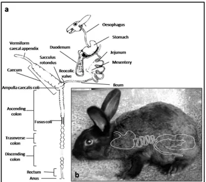 Figure 5: Simplified schematic diagram of the anatomy of gastrointestinal of the rabbit a (adapted  from Harcourt-Brown, 2002a) and respective topography b