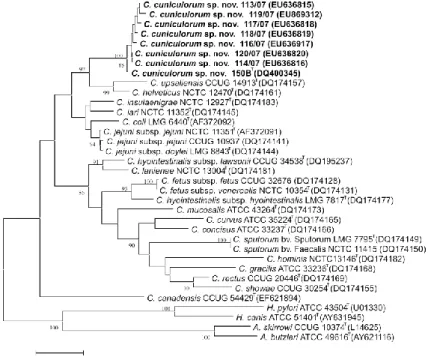 Figure 7. Unrooted tree, based on 16S rRNA gene sequences, showing the phylogenetic relationships of eight strains of  C