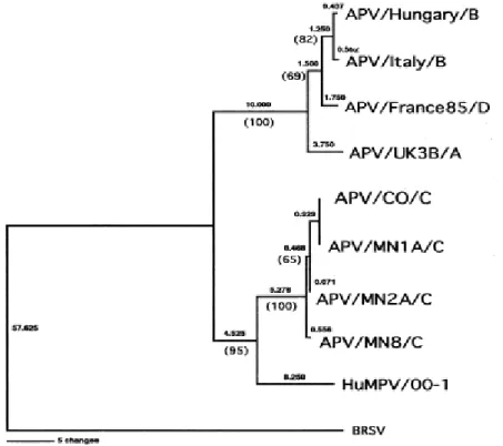 Figura  4:  Analisi   filogenetica   delle   sequenze   nucleotidiche   di   parte   del   gene   F   di   alcuni  Pneumovirus