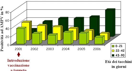 Figura 5: Distribuzione percentuale, per età, dei tacchini positivi ad AMPV (Catelli, 2006).