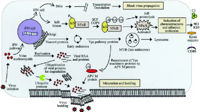 Figura 7: Modello sintetico proposto per rappresentare la patogenesi molecolare nelle cellule infette da  AMPV