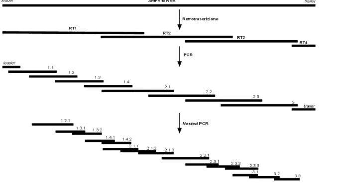 Figura  A.1: Schema dell’amplificazione dell’intero genoma di AMPV. Dall’RNA estratto, mediante 4 retro-trascrizioni, sono state  ottenute copie in DNA overlapping